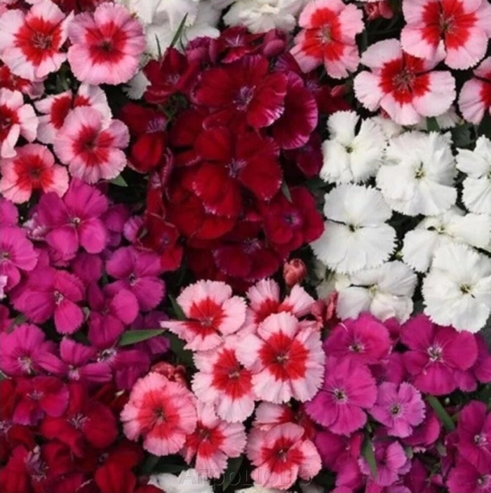 Гвоздика dianthus chinensis