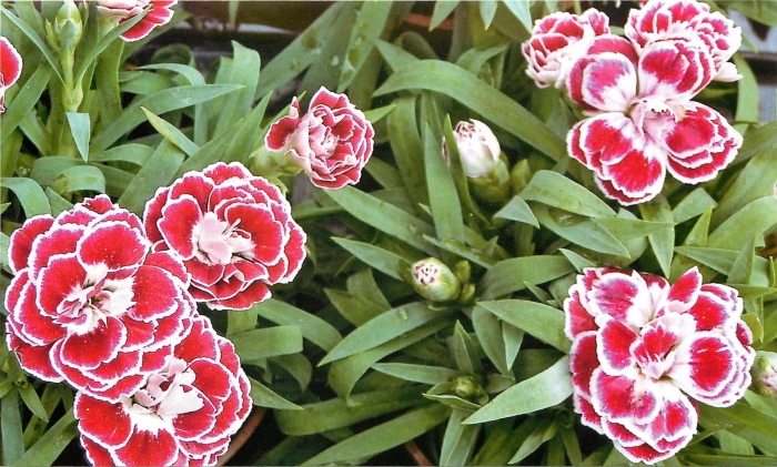 Гвоздика садовая шабо