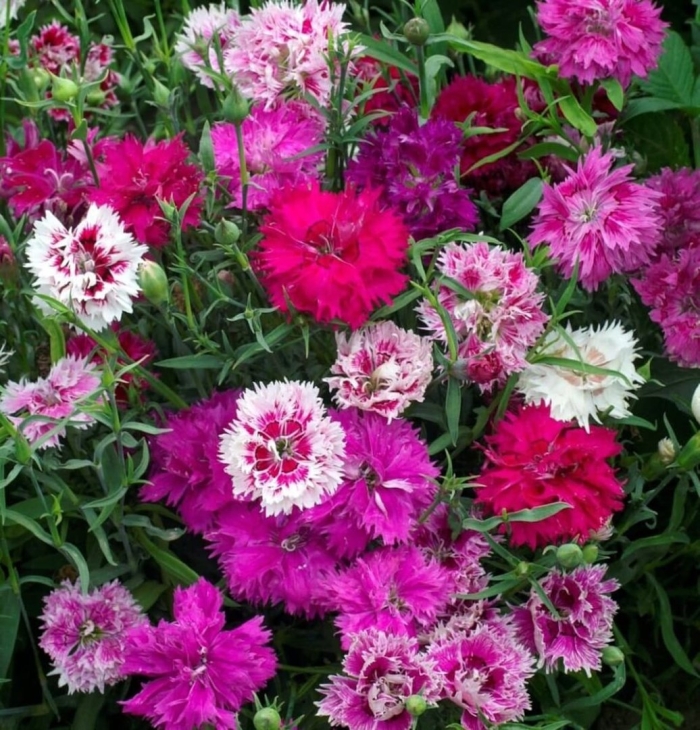 Гвоздика перистая махровая