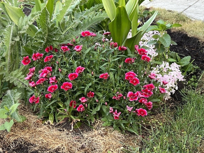 Гвоздика многолетняя низкорослая