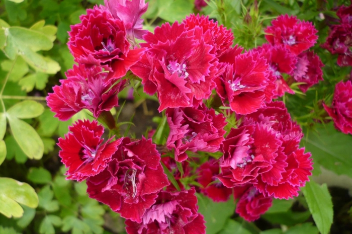 Гвоздика китайская диана блуберри