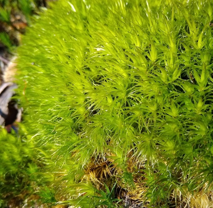 Листостебельные мхи сфагнум