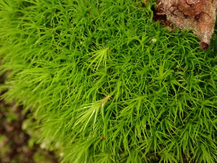 Мох дикранум
