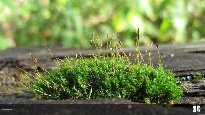 Мох дикранум