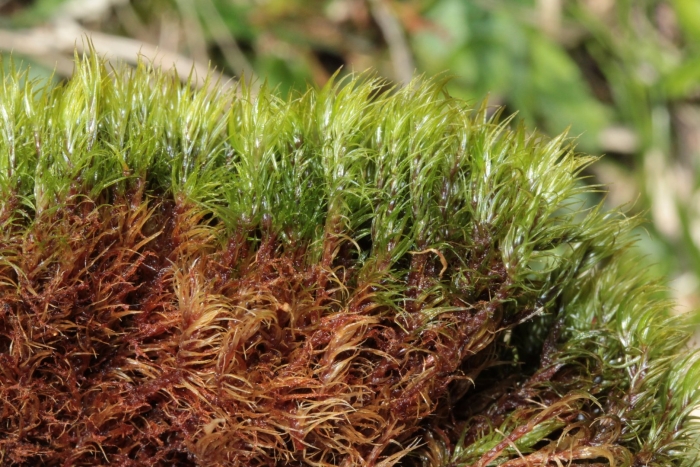 Дикранум удлиненный