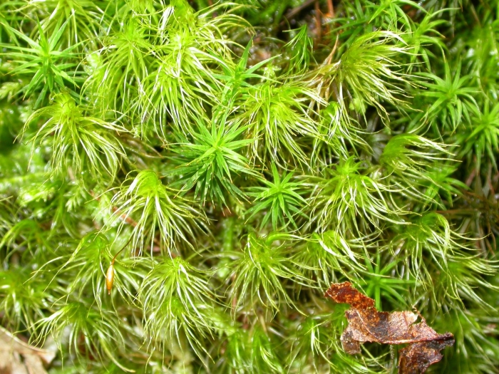 Дикранум мох