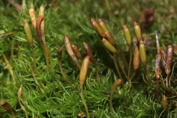 Hypnum cupressiforme