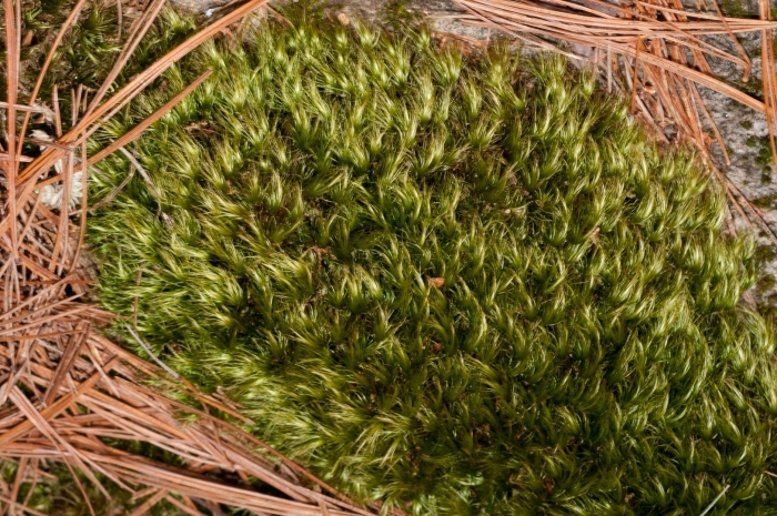 Aulacomnium androgynum