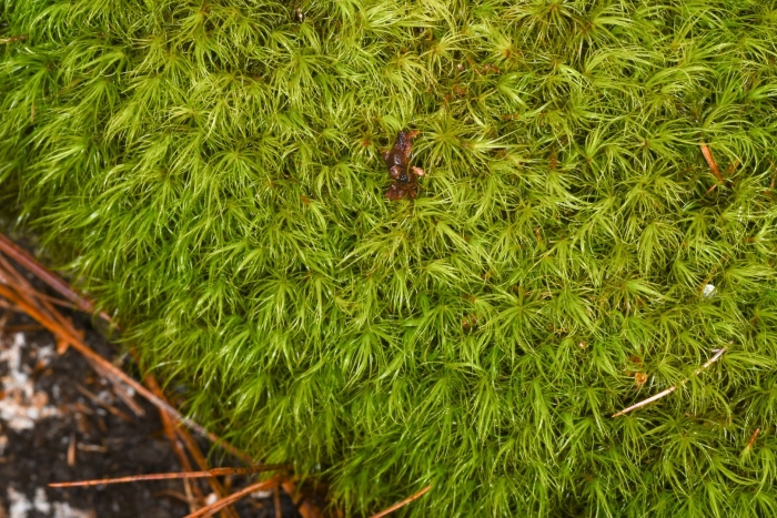 Мох дикранум