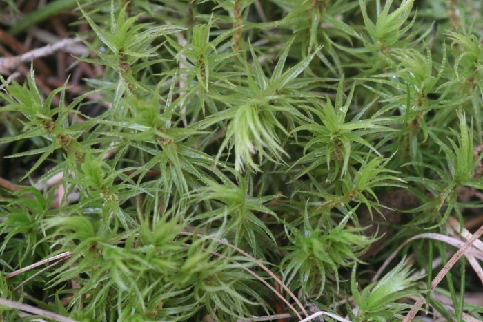 Дикранум полизетум