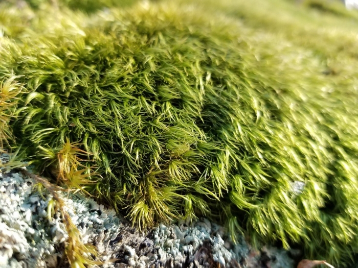 Дикранум гладкий