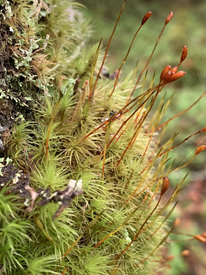 Bartramia pomiformis