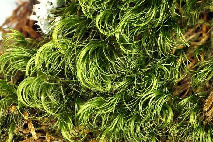 Paraleucobryum longifolium