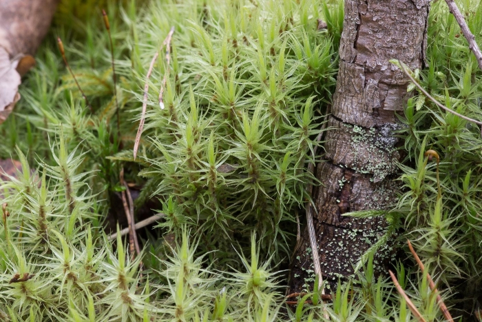 Дикран многоножковый