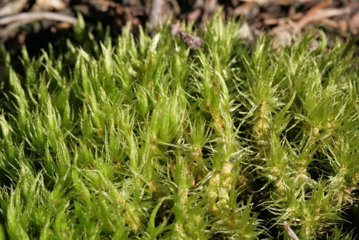 Мох дикранум