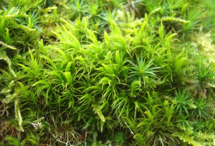 Дикранум метловидный