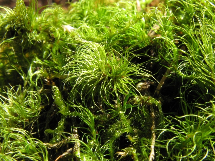 Мох сфагнум
