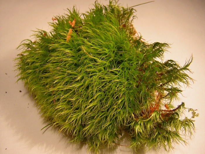 Мох дикранум