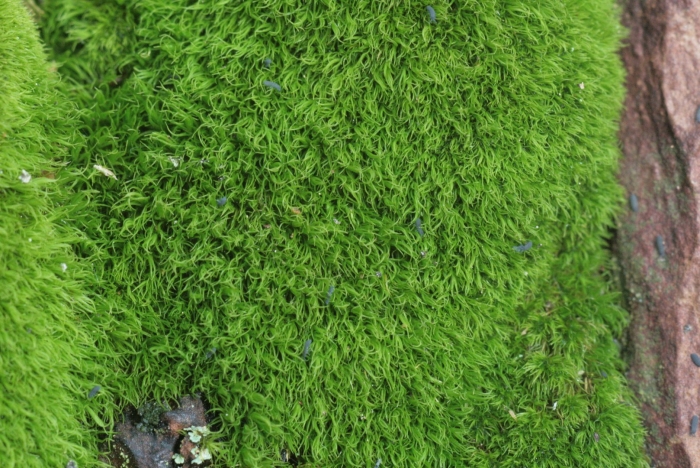 Мох зеленый