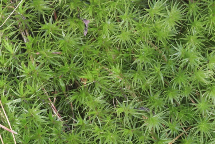 Polytrichum commune