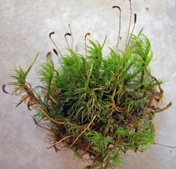 Мох дикранум