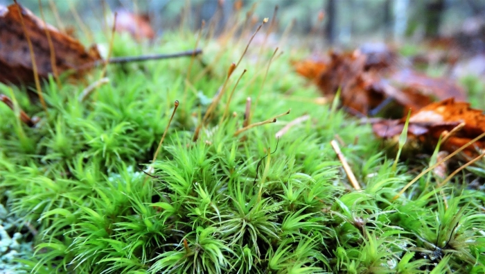 Сфагновые мхи