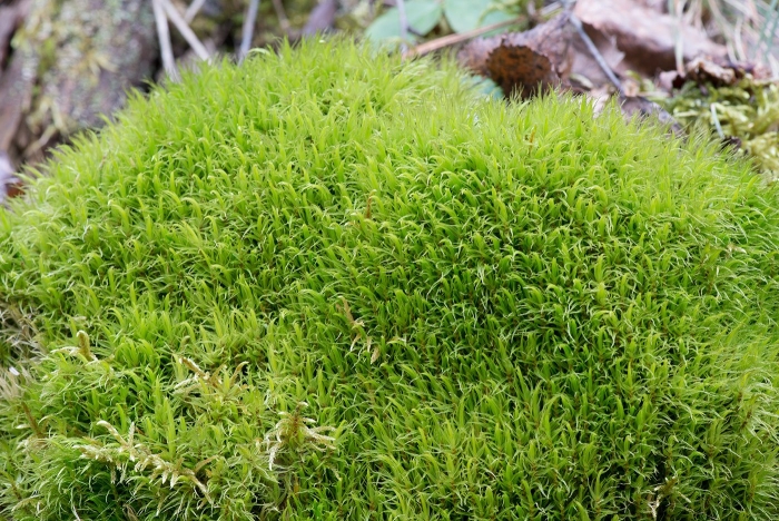 Мох дикранум