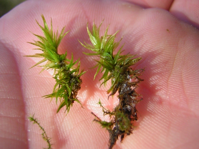 Rhytidiadelphus triquetrus