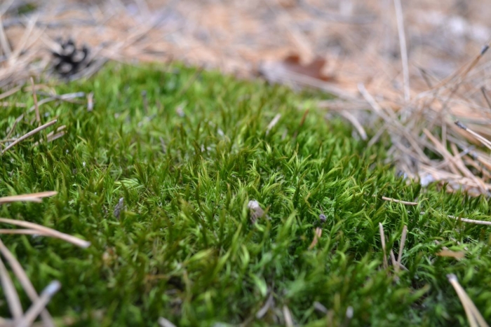 Дикранум метловидный