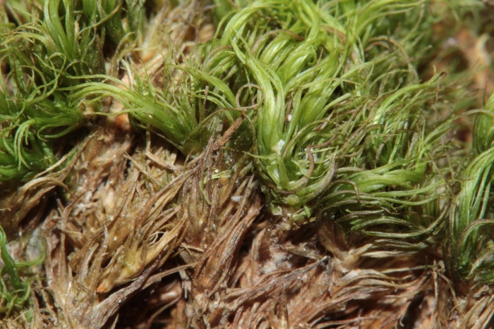 Orthodicranum montanum