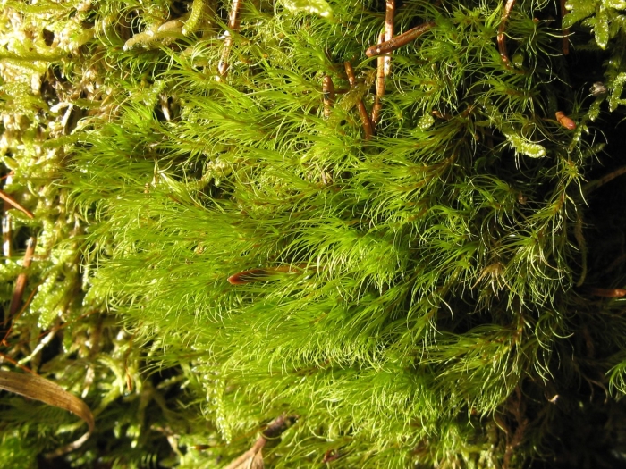 Homalothecium sericeum