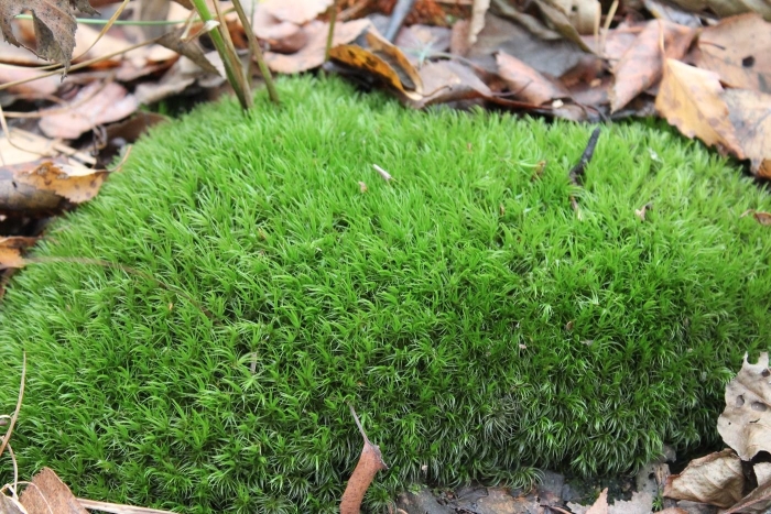 Зеленые мхи