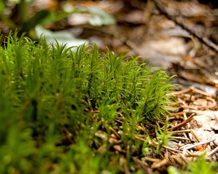 Сфагнум листостебельный