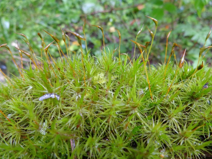 Представители мхов