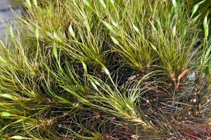 Carex panicea