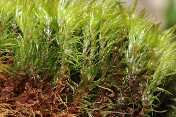 Дикранум скопариум