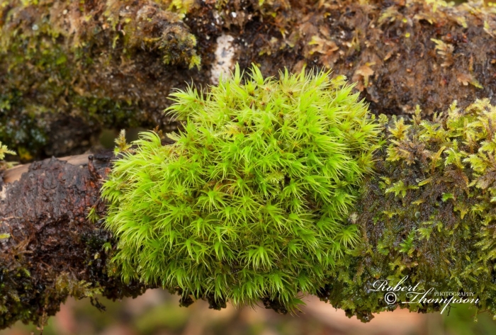 Мох дикранум