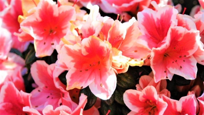 Азалия рододендрон комнатная