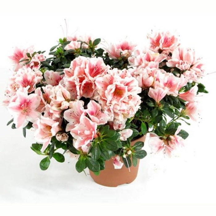 Азалия индика