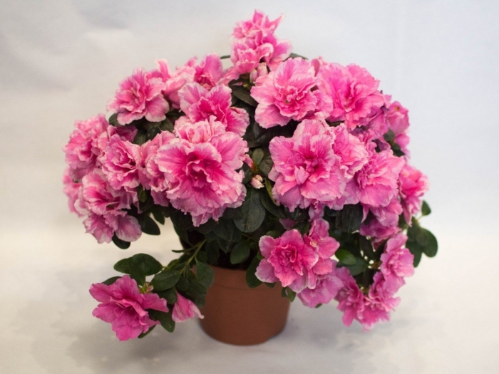Комнатный цветок азалия