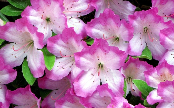 Rhododendrons azaleas