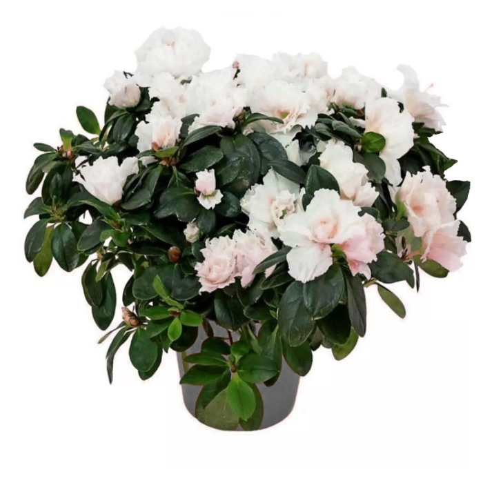 Азалия индика белая