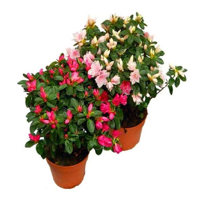 Азалия индика микс