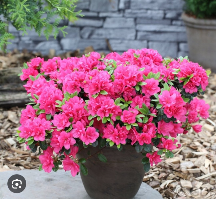 Рододендрон канцонетта