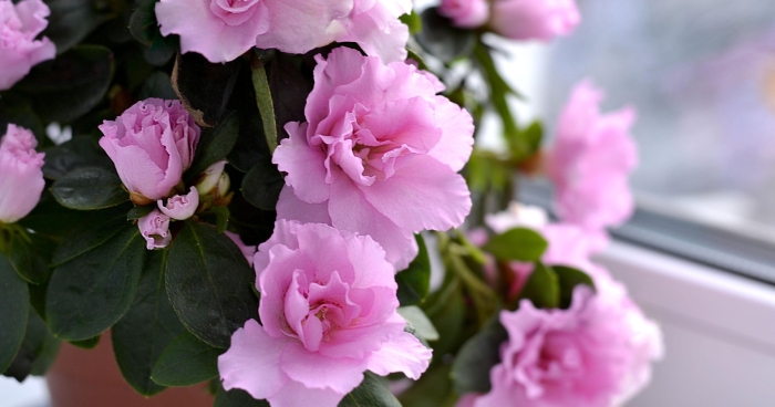 Азалия цветок