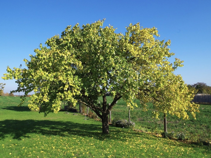 Абрикос обыкновенный дерево