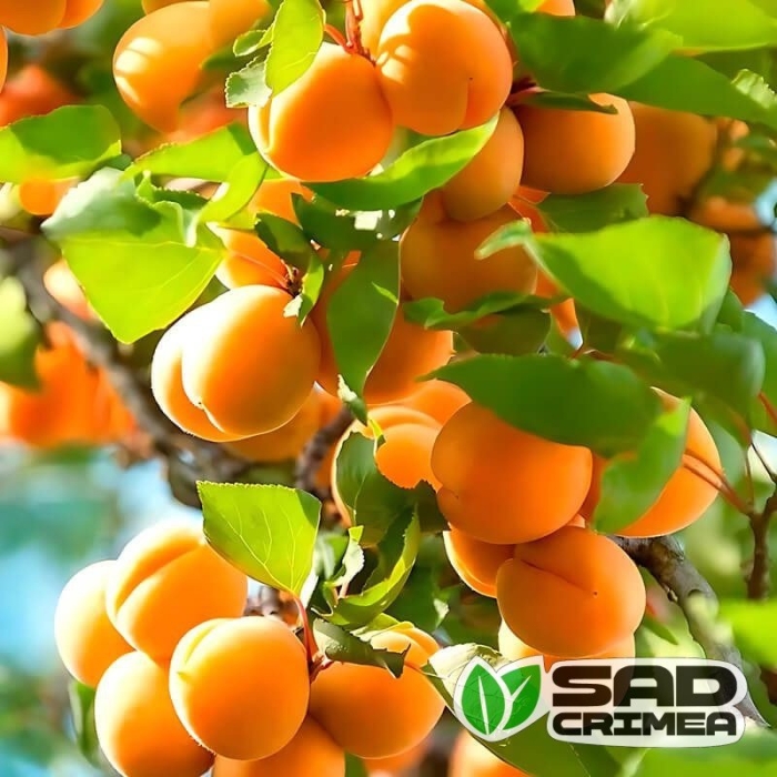Абрикос сорт шалах