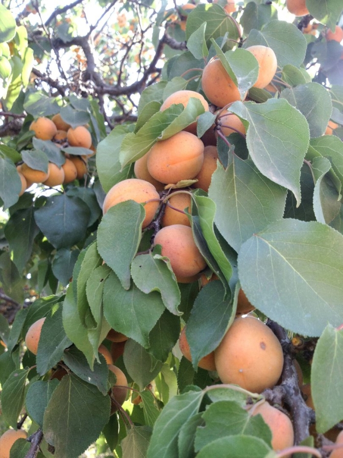 Абрикос краснощекий дерево