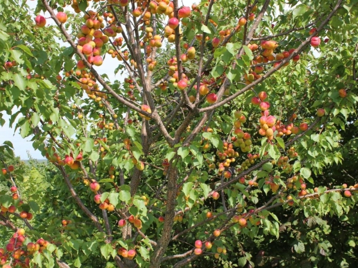 Абрикос триумф северный