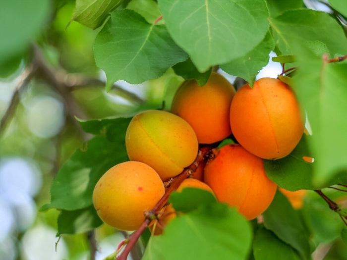 Абрикос оранж эрли